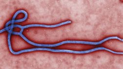 Ébola: enfermos de EE.UU. se convierten en conejillos de indias