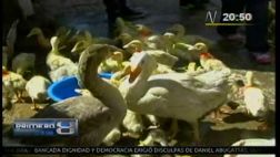 Comerciante utilizó curiosa estrategia para vender gansos
