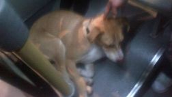 Apareció la dueña del perrito perdido en el Metropolitano