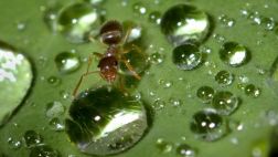 La hormiga: una solución para el calentamiento global