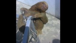 Oso perezoso sorprendió a pobladores al aparecer en árbol