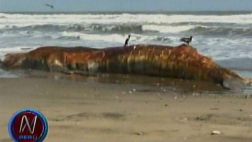 Ballena jorobada lleva más de una semana varada en playa