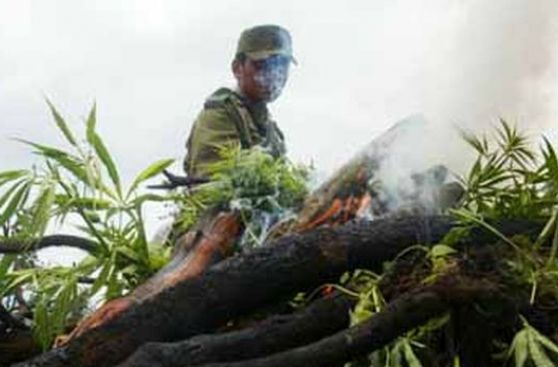 Huaura: Incineran más de tres mil plantones de marihuana