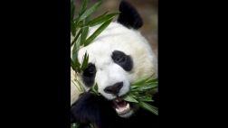 Tian Tian, la panda del Zoo de Edimburgo está embarazada