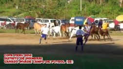Insólito: ganado vacuno interrumpió partido de Copa Perú