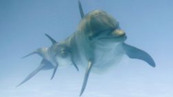 Los delfines gritan cuando sienten placer