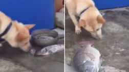 El perro que quiere salvar a los peces