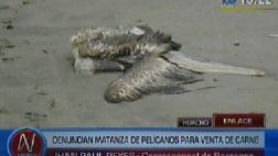 Huacho: hallaron centenares de pelícanos mutilados en la playa