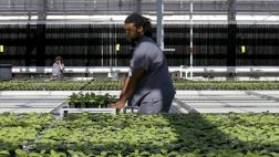 Fármaco contra el ébola proviene de la planta de tabaco