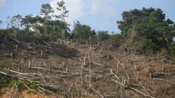 Tamshiyacu: medida cautelar busca paralizar tala de árboles