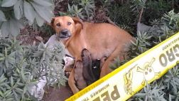 Lince: solicitan apoyo para perra y sus cinco cachorros