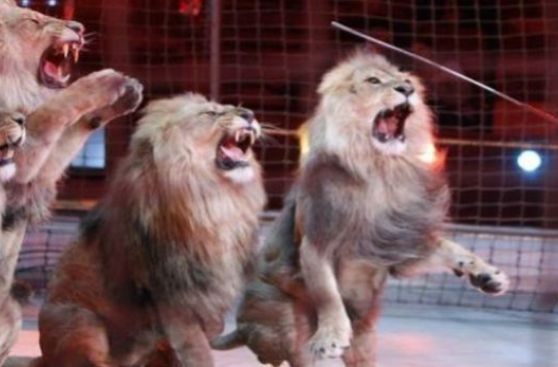 Maestra se recupera de ataque de león en Hospital Regional