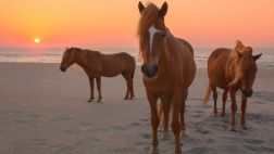 En la isla Assateague podrás ver pasear a caballos salvajes