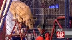 Representantes de circo fueron denunciados por ataque de leona