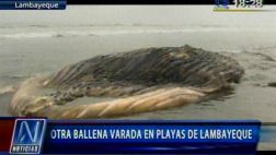 Ballena jorobada de casi 15 metros varó en playa de Monsefú