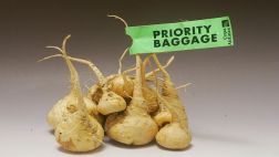 Tres ministros irán al Congreso por contrabando de maca a China