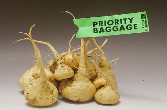 Tres ministros irán al Congreso por contrabando de maca a China