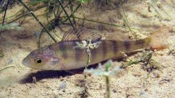 Puede un medicamento para la depresión crear "superpeces"