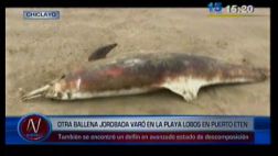 Ballena jorobada que varó hace más de dos semanas fue enterrada