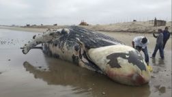 Especies marinas estarían muriendo por falta de alimento