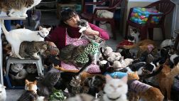 La mujer que cría 175 gatos con leucemia necesita ayuda