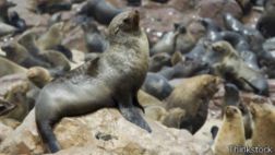 Focas trajeron la tuberculosis a América antes que los europeos