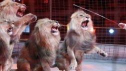 León que atacó a profesora fue rescatado de circo en Cusco