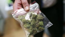Uruguay abrirá su registro de cultivadores de marihuana
