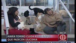 Tú puedes ayudar a la mujer que cuida a 175 gatos con leucemia