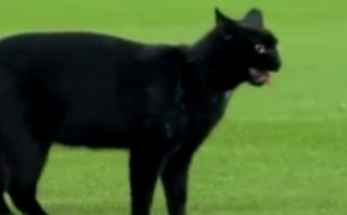 Un gato negro se mete en el debut del Barcelona en el Camp Nou