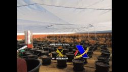 Descubren una plantación de marihuana en una plaza de toros