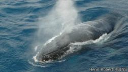 Un isópodo gigante y otros asombrosos habitantes antárticos