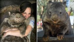 'Patrick', el wombat más viejo del mundo