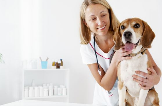 ¿Es mejor que esterilices a tu mascota?