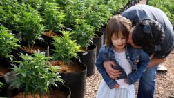 Consumo de marihuana reduciría violencia doméstica en parejas