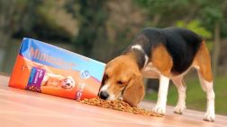 ¿Qué opciones tengo en el mercado para alimentar a mi mascota?