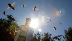 Cuatro cosas que quizá no sabías de las abejas