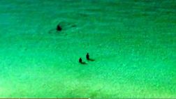 Captan a un tiburón acercándose a dos bañistas en Florida