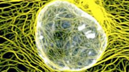 Regeneran órganos de mamíferos para implantarlos en humanos