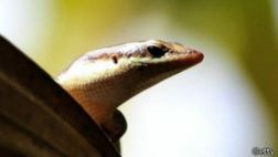 Lagartijas de la prueba sexual rusa vuelven muertas del espacio