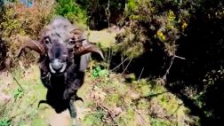 Una cabra enojada embiste a un drone y a su dueño