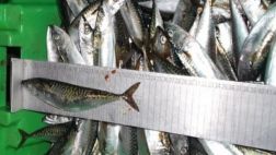 Decomisan 5 toneladas de pescado con talla menor a la permitida