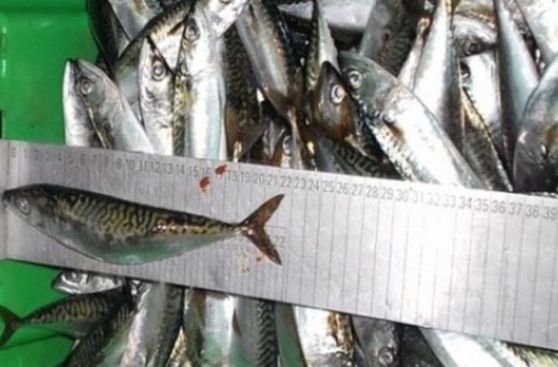 Decomisan 5 toneladas de pescado con talla menor a la permitida