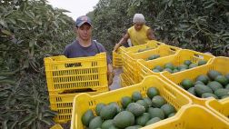 La palta peruana podría ingresar al mercado chino a fin de año