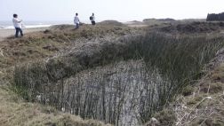 Se han perdido 163 pozas de totora debido a la erosión costera
