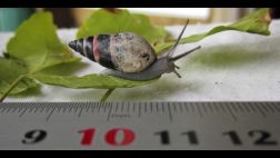 Redescubren un caracol se creía extinto hace siete años