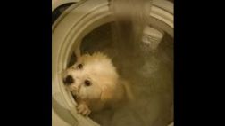 Chino mete a su perro en una lavadora y dice que lo mató
