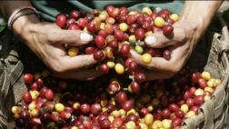 Producción de café en Canchaque desciende debido a plagas