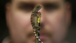 Costa Rica: turista intentó llevarse 170 reptiles en su maleta