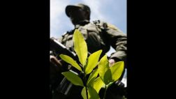 Hallan en México por primera vez un cultivo de hoja de coca